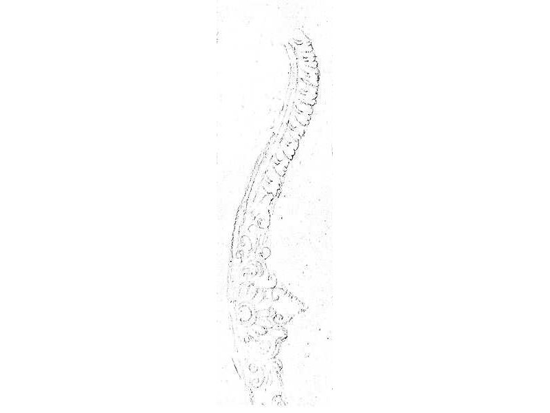 nagaratna-naga wangsul